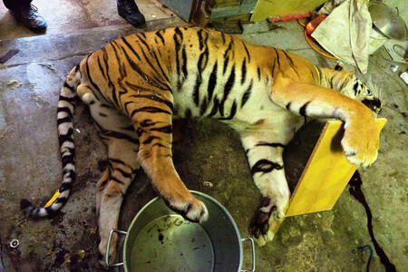 Zabitý tygr má podepřené končetiny, aby se nezkazila kůže. Její cena je na černém trhu od 50 do 100 tisíc Kč.