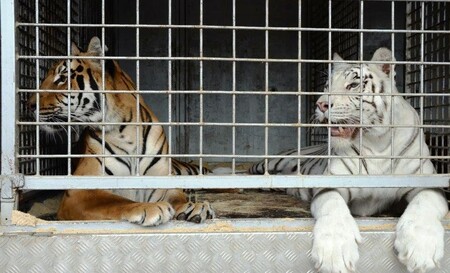 Tygři zabavení při nedávné policejní razii. Tygři byli chováni na maso.