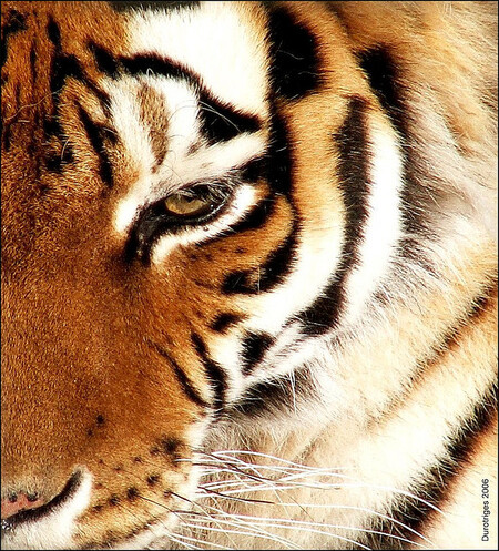 Šestiletá tygřice známá pod kódovým označením T-1 se stala postrachem vesničanů v okolí města Pandarkhavada. Ilustrační snímek.