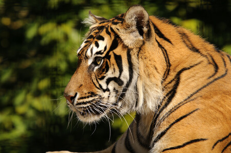 Tygr sumaterský (na obrázku) je nejmenším poddruhem tygra, jeho původní domovinou je ostrov Sumatra v Indonésii. Hrozí mu vyhubení. Počty tygrů se v jejich přirozeném prostředí tropických pralesů dají těžko odhadnout, jde asi o 400 zvířat.
