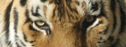 Tygr ussurijský Foto: Ltshears Wikimedia Commons