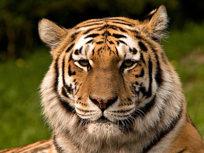 Tygr ussurijský v zoo