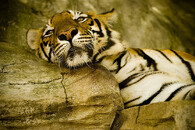 tygr ussurijský