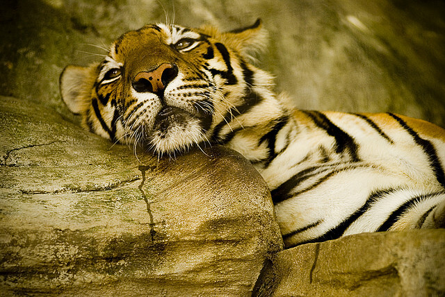 Lidem se často líbí kočkovité šelmy, třeba tygři.