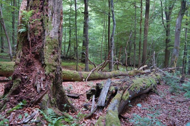 Mrtvé dřevo v lese vítáno!
