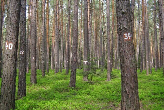 Borový les na Plzeňsku, kde si monitoruje zdravotní stav borovice lesní.