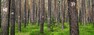 Jeden z porostů, kde si monitoruje zdravotní stav borovice lesní v rámci sítě ICP Forests, Nová Hospoda, Plzeňsko.