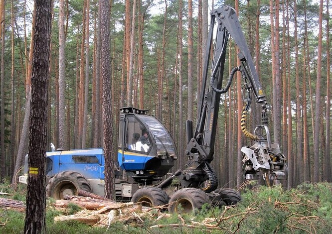Využití harvestorové technologie při podrostním obnovním způsobu na přirozených borových stanovištích.