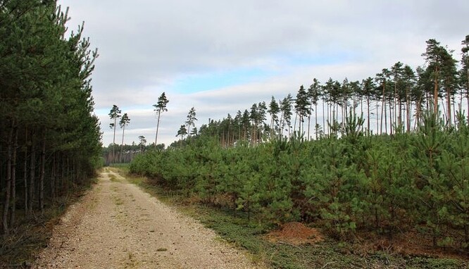 Borové porosty vzniklé přirozenou obnovou na volné ploše, Městské lesy Hradec Králové.