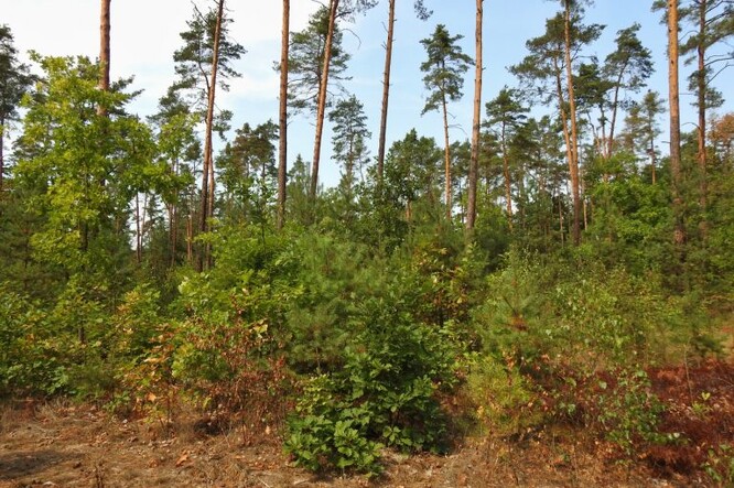 Příklad přestavby borové monokultury na smíšený les.