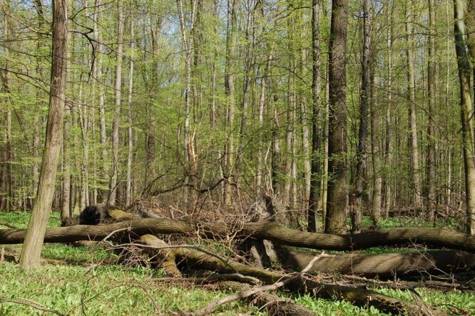 Lužní les s duby, tzv. tvrdý luh, na Moravě.