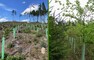 Vlevo využití plastových chráničů při zakládání budoucí „kostry porostu“, vpravo ukázka efektivního postupu vnášení listnaté dřeviny do přirozené obnovy smrku.