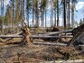 Větrný polom v lesích poškozených kůrovcem na Vysočině.