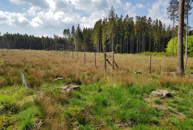 Kalamitní holiny, na kterých vznikne v projektu nový les, Lesní družstvo obcí Přibyslav.
