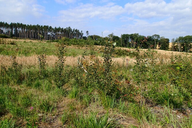 Výsadba topolu osiky na kalamitní holině. Výsadba topolu osiky na kalamitní holině.
