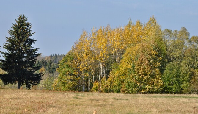 Dospělé osiky v okraji lesa.
