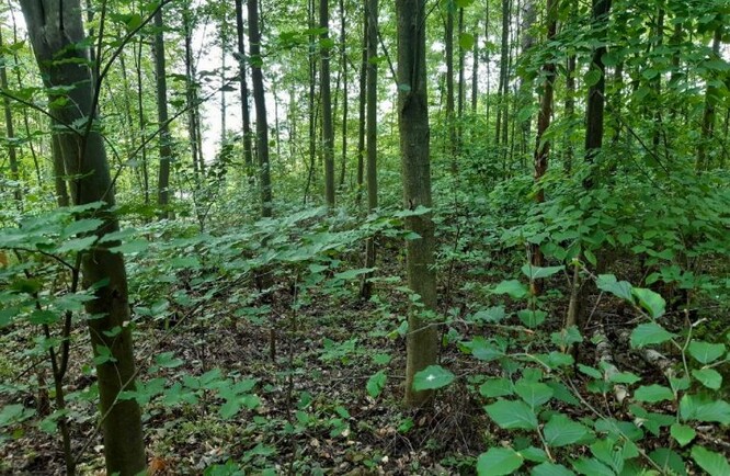 Přípravné porosty jeřábu s podsadbou buku Přípravné porosty jeřábu s podsadbou buku