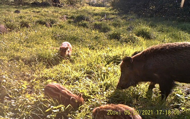 Snímek z fotopasti zachycuje prasata divoká během predace umělého hnízda.