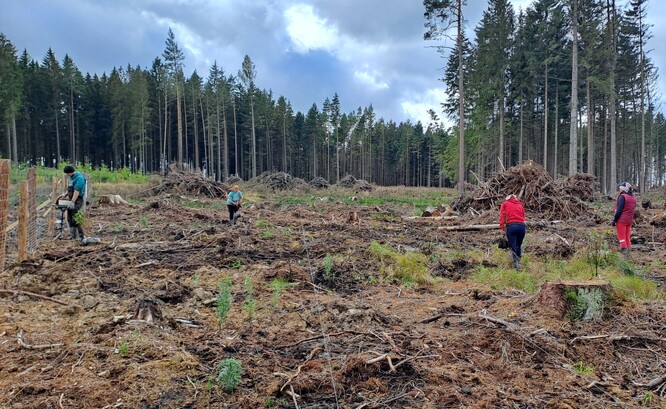 Zalesňování na lokalitě Nové Veselí.