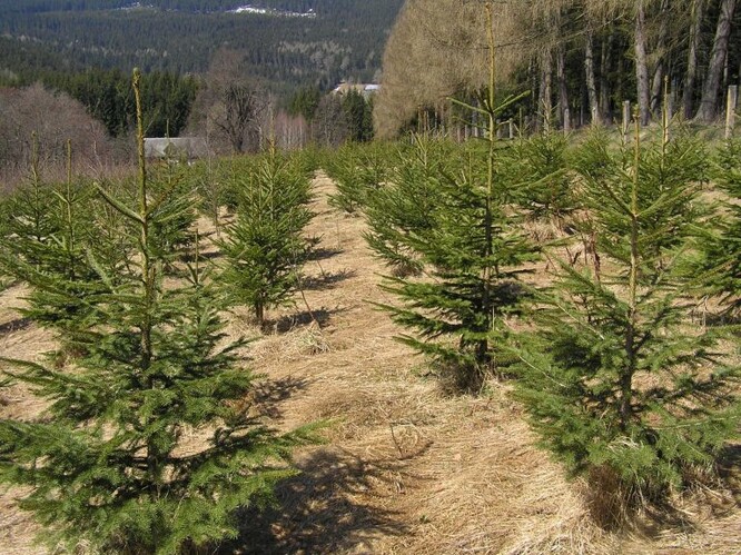 Klonová výsadba Reissovy domky (Světlá hora) v roce 2008. Klonová výsadba Reissovy domky (Světlá hora) v roce 2008.