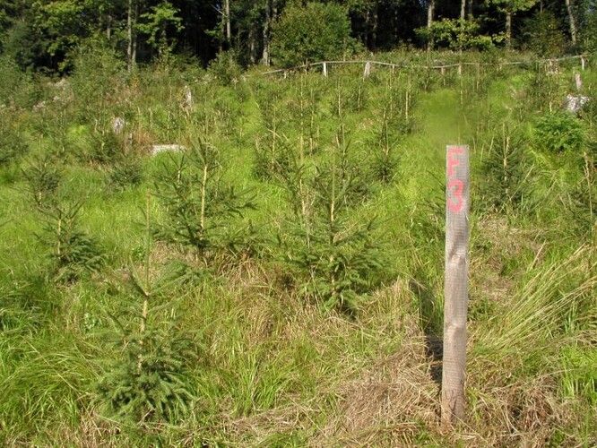 Klonová výsadba Benecko v roce 2002. Klonová výsadba Benecko v roce 2002.