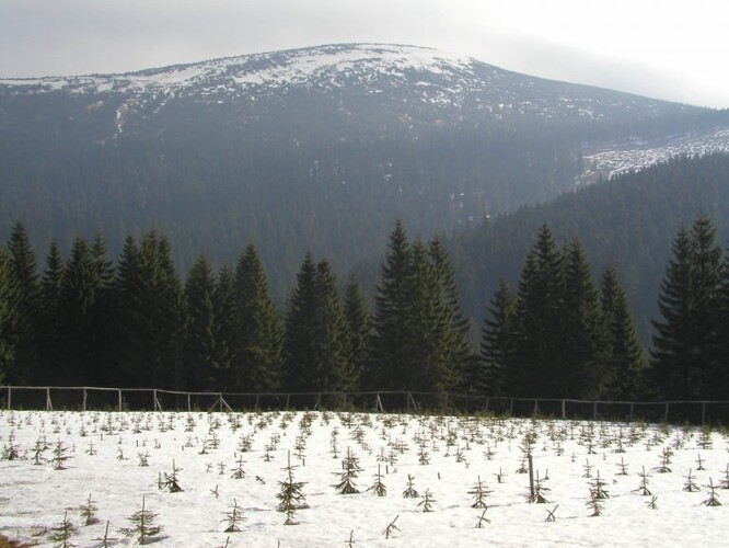 Klonová výsadba Dvoračky 1 čtyři roky po založení v roce 2003. Klonová výsadba Dvoračky 1 čtyři roky po založení v roce 2003.