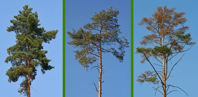 Defoliace borovice, zleva 5 %, 45 %, 95 %.