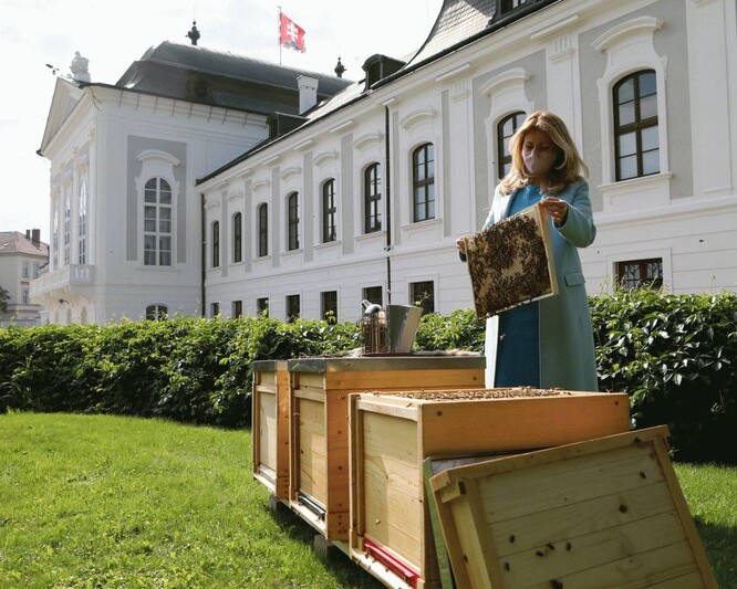 Zuzana Čaputová v úterý 26. 5. u instalace včelích úlů v zahradě Prezidentského paláce.