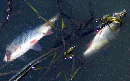 Příčinou úhynu několika tisíc ryb v řece Moravě u obce Bolelouc byl zřejmě nedostatek kyslíku ve vodě, na jehož vzniku měly podíl vysoké teploty. / ilustrační foto