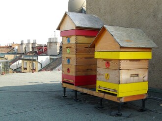 Včely je možné chovat i ve městě, třeba na střeše vašeho bytového domu. Má to svá pozitiva i negativa