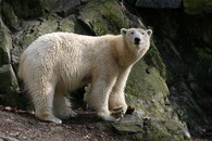 Lední medvěd Umca v ZOO Brno