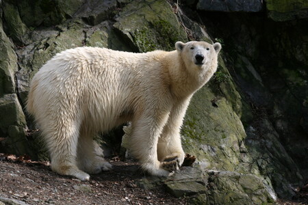 V brněnské zoologické zahradě v sobotu uhynul lední medvěd Umca. Dlouhodobě měl problémy se zuby, v pátek prodělal komplikovanou akutní operaci.