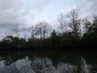 Umírající mangrovy na řece Somber – stromy, na kterých jsou kahauové nosatí závislí.