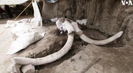Paleontologové v Mexiku objevili přes 800 kostí nejméně 14 mamutů, kteří v oblasti žili před více než 14.000 lety.