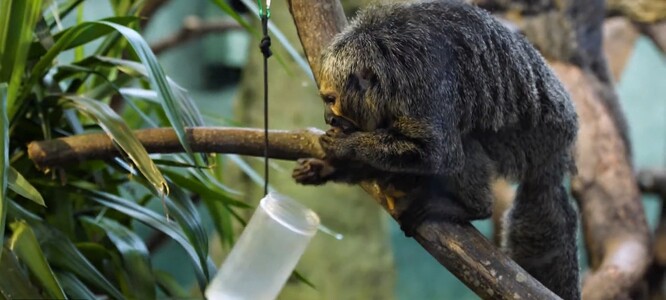 Chvostan bělolící. Chvostan bělolící.