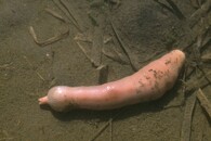 Mořský červ Urechis caupo