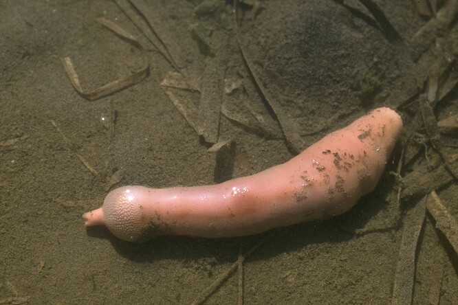 25 centimetrů dlouhé, růžové a buclaté mořské červy s latinským názvem Urechis caupo.