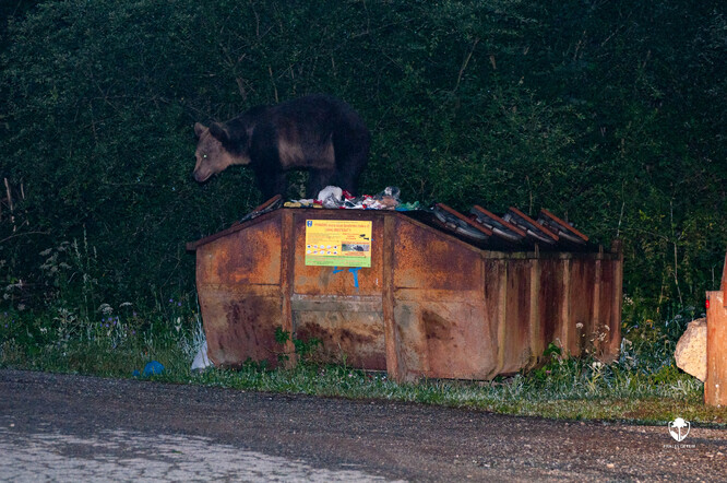 Medvěd hnědý a nevhodně řešený komunální odpad.