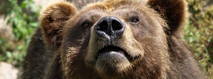 Medvěd v zoologické zahradě v Děčíně Foto: Alena Houšková/Zoo Děčín Wikimedia Commons