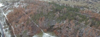 Letecká fotografie uschlého borovicového lesa. Na snímku je vidět uschlý borovicový les, který by za normálních podmínek měl být v zimním období zelený. 
