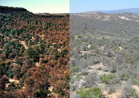 Uschlý piniový les. Snímek vlevo pořízen v roce 2002, pravý snímek v roce 2004. Piniový les nedaleko Los Alamos usychá.