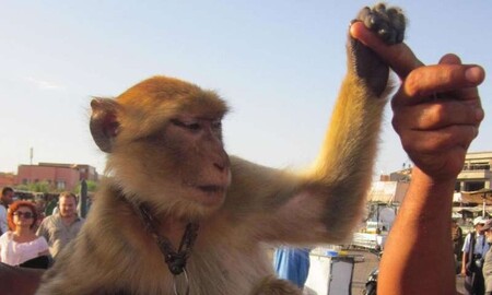 Využívat makaky jako fotografickou proprietu přestává zahraniční turisty v Maroku bavit.