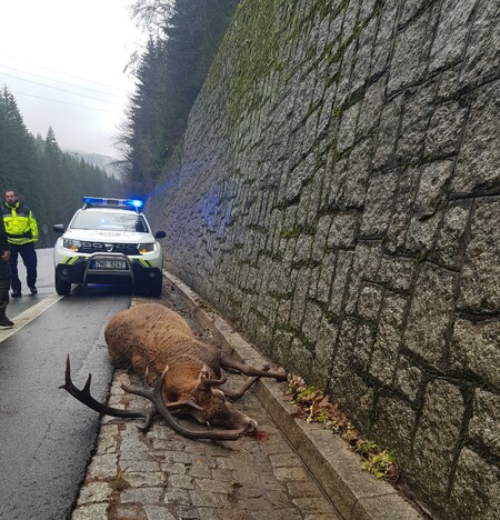 Nad Studeným kolenem pod Špindlerovým Mlýnem volně pobíhající pes štval jelena, který následně spadnul ze čtyřmetrové opětné zdi na silnici a na místě se zabil.