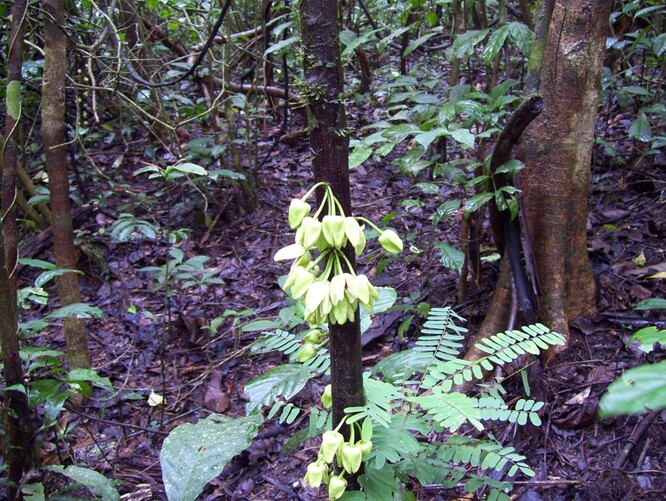Vědci se rozhodli pojmenovat nový strom na počest DiCapria poté, co se v únoru 2020 na sociálních sítích spolu s organizací Re:wild zasadil o zrušení koncese na těžbu dřeva v pralese Ebo.