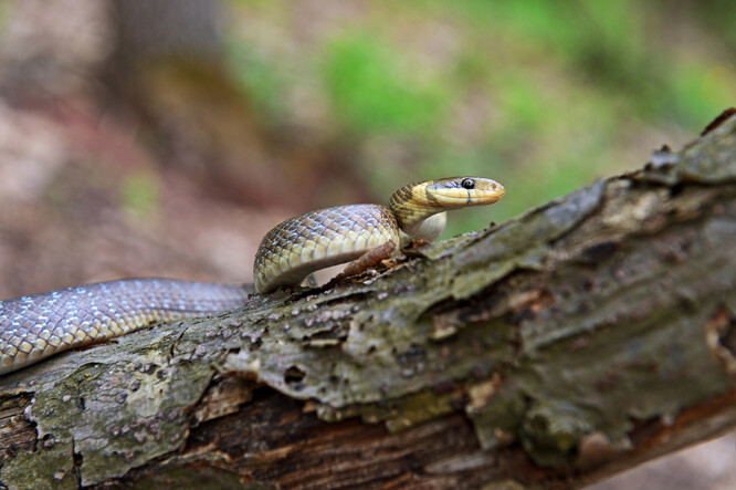 Výstava představí například nejdelšího hada České republiky - užovku stromovou.