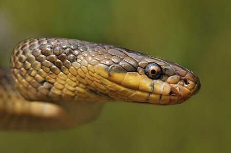 Užovka stromová neboli užovka Aeskulapova (na obrázku) je velký a štíhlý had. V ČR dosahuje kolem jednoho metru délky.