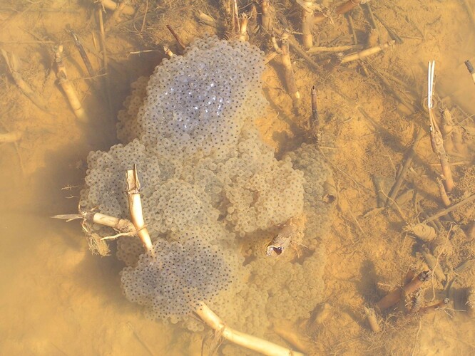 Vajíčka skokanů Vajíčka skokanů