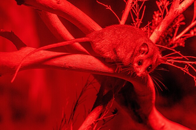 Vakoplch trpasličí v červeném světle nokturna v Healesville Sanctuary.
