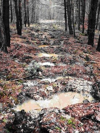 Rozoraná nepoužívaná lesní cesta zadržuje vodu