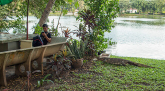 Park Lumpini leží v samotném srdci bangkocké finanční čtvrti a varani tak obývají zelenou oázu obklopenou betonovou džunglí. Někteří místní obyvatelé je proto v parku vidí rádi, protože podle nich pomáhají držet pod kontrolou populaci hadů a krys